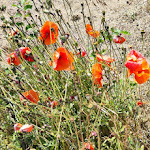 Photo n°10 de l'avis de Kathrin.a fait le 08/06/2023 à 22:36 sur le  Sant'Angelo Village à Cavallino-Treporti