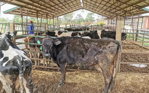 Gulu Uganda Country Dairy image