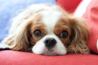 Chloe Pet Photography - Photo 3 - Car repair in , Longmont