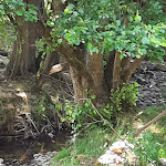 Photo n°2 de l'avis de Dagmar. fait le 17/07/2019 à 08:05 sur le  Land-Hotel Mühlengrund à Winterberg