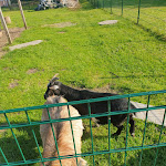 Photo n°4 de l'avis de Kornelia.o fait le 23/06/2021 à 11:13 sur le  Gasthof Zechenschenke à Peiting