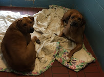 Precious Pets Country Resort - Photo 8 - Car repair in Canton, SD, Sioux Falls