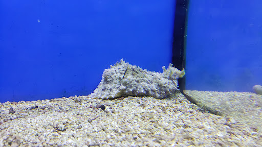 Pet Supply Store «Petco Animal Supplies», reviews and photos, 1704 US Hwy 27 S, Sebring, FL 33870, USA