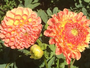 Secret Garden Tour In Newport RI - photo 4