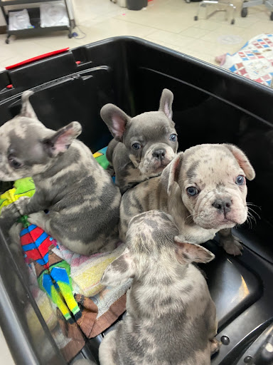 Mission Animal Hospital - 2