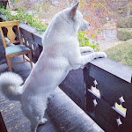 Photo n°1 de l'avis de Hennessy.a fait le 15/11/2020 à 16:56 sur le  Landhotel Sonnenfeld à Bad Wiessee