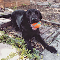 Pridey Petcare - Photo 6 - Car repair in , San Diego