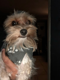 Christina's Pet Boutique - Photo 2 - Car repair in San Bernardino, CA, San Bernardino