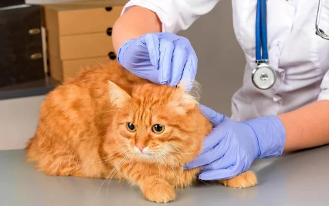 Solvitas Zvirgzdiņas Veterinārā klīnika Tukumā image