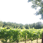 Photo n°1 de l'avis de Simone!. fait le 11/07/2021 à 08:26 sur le  Casale VerdeLuna Wine Resort à Piglio