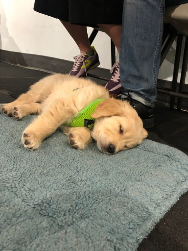 Dog Trainer «Calling All Dogs», reviews and photos, 6088 S Highland Dr, Holladay, UT 84121, USA