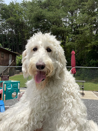 All God's Creatures Great & Small Grooming, Boarding and Doggie Daycare - Photo 2 - Car repair in Lenoir, NC, Hickory