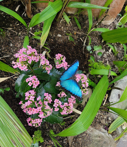 Gift Shop «Meijer Gardens Gift Shop», reviews and photos, 1000 E Beltline Ave NE, Grand Rapids, MI 49525, USA