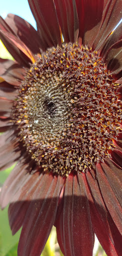 Tourist Attraction «Sunflower Maze», reviews and photos, South St, Middlefield, CT 06455, USA