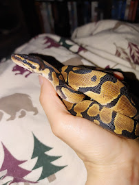 PetSmart - Photo 3 - Car repair in Knoxville, TN, Knoxville