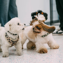 Rapawzel Dog Grooming & Day Care - Photo 7 - Car repair in Brooklyn, NY, Brooklyn