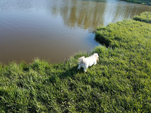 Dog Park «Beck Lake Off-Leash Dog Area», reviews and photos, 9700 Gloria Ct, Glenview, IL 60025, USA