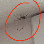 Photo n°10 de l'avis de Virgy. fait le 30/08/2023 à 11:01 sur le  Mercure Viareggio à Viareggio