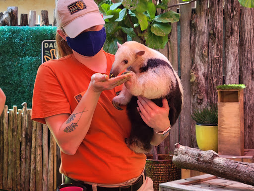 Zoo «Dallas Zoological Society», reviews and photos, 650 S R L Thornton Fwy, Dallas, TX 75203, USA