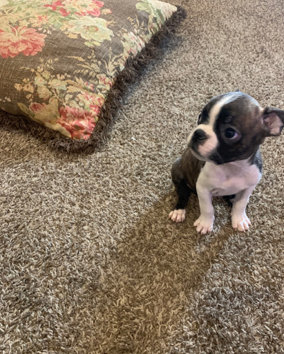 Pet Store «Pet Planet», reviews and photos, 11968 S Redwood Rd, Riverton, UT 84065, USA