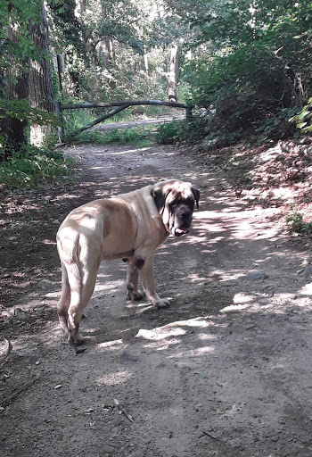 Hiking Area «Stony Brook Reservation», reviews and photos, Turtle Pond Pkwy, Hyde Park, MA 02136, USA