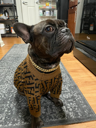 Pet Store «Woof Gang Bakery & Grooming Aberdeen», reviews and photos, 1121 NJ-34, Aberdeen Township, NJ 07747, USA