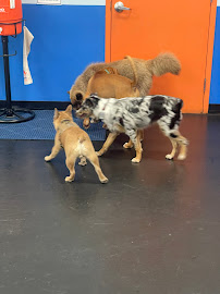 Zoom Room Dog Training - Photo 3 - Car repair in Virginia Beach, VA, Virginia Beach