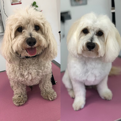 Blossom's Grooming Parlour