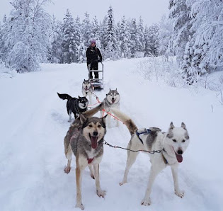 Pyhä Husky Farm Molkankummuntie 225, 98530 Kemijärvi, Finland