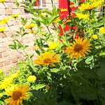 Photo n°4 de l'avis de Annett.r fait le 23/07/2018 à 13:10 sur le  Culture Gasthof Alte Reederei à Fürstenberg/Havel