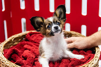 The Family Puppy At Oakland Mall - Photo 3 - Car repair in Troy, MI, Detroit