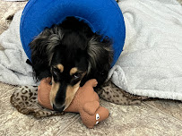 Four Paws Inn - Photo 8 - Car repair in Chesapeake, VA, Virginia Beach