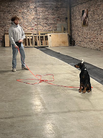 Canine Perspective: Structured Boarding, Daycare, & Training - Photo 3 - Car repair in Chicago, IL, Chicago