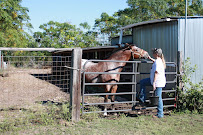 Busy B's Professional Pet Sitting & Errand Service - Photo 5 - Car repair in , Killeen