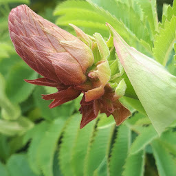 Photo n°10 de STEVEN GERARD LANDSCAPE DESIGN à Castelnau-le-Lez ()