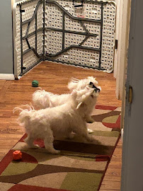 Bark'N Good Time - Photo 7 - Car repair in , St. Louis