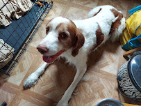 Cathy's Pet Services - Photo 5 - Car repair in Orlando, FL, Orlando