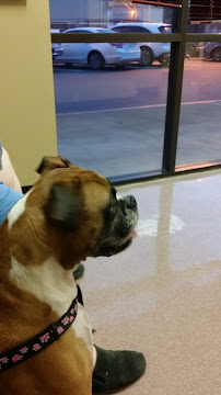 Evergreen Veterinary Clinic - Photo 7 - Car repair in San Jose, CA, San Jose