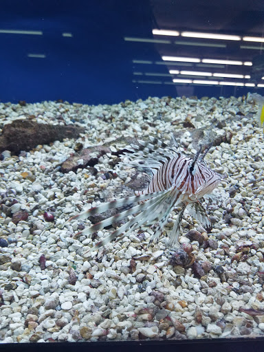 Pet Store «Oak Park Natural Pet & Fish», reviews and photos, 23 N Harlem Ave, Oak Park, IL 60302, USA