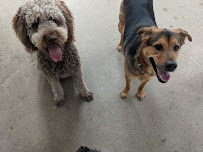 Unleashed Gibsonia - Photo 9 - Car repair in Gibsonia, PA, Pittsburgh