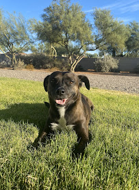 Pet Care of North Scottsdale - Photo 2 - Car repair in , Scottsdale