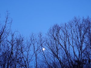 Wilmington Town Forest - photo 5