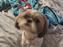 Doggy Duty Done Right - Photo 2 - Car repair in Kansas City, MO, Kansas City