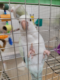 Bird & Reptile Connection - Photo 6 - Car repair in Walpole, MA, Brockton