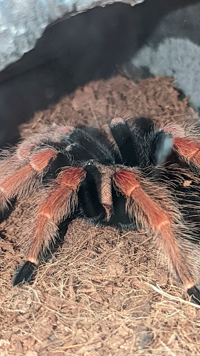 Pet Supply Store «Petco Animal Supplies», reviews and photos, 4175 Dowlen Rd, Beaumont, TX 77706, USA