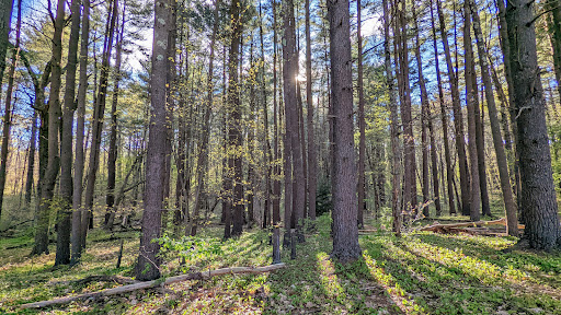 Nature Preserve «Gummere Woods And Marsters Preserve Trail», reviews and photos, 4 Wheeler Rd, North Grafton, MA 01536, USA