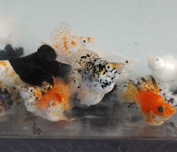 Tijuana Aquarium photo