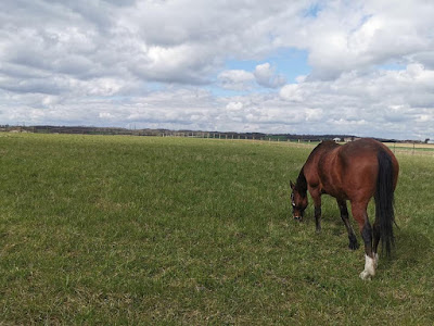 Virginie Letaconnoux Rival'Horse à Montliard