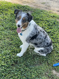 Tailwaggers - Photo 8 - Car repair in Fresno, CA, Fresno