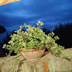 Photo n°7 de l'avis de LINDA.H fait le 25/08/2021 à 11:02 sur le  Osteria Le Civette à Citerna